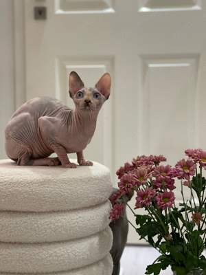 Canadian Sphynx mit stammbaum