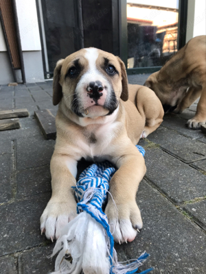 Süße Cane Corso Mischlings Welpen