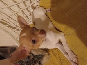 Chihuahua welpen 