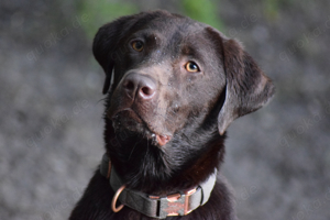 Wurfankündigung Labrador Retriever