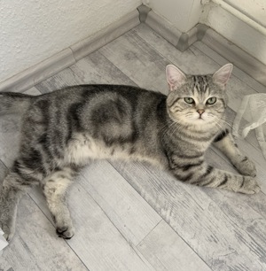 Deckkater mit Erfahrung Silver tabby