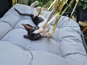 Cornish Rex Kitten mit Stammbaum aus Championlinien