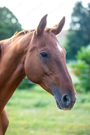 Stute, Zuchtstute, Springen, Dressur, Beistellpferd