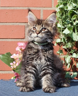 Maine Coon Kitten mit Stammbaum 