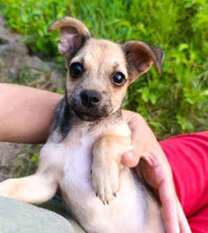 Hundekind TEDDY  -  ein süßer Fratz ist auf Familiensuche