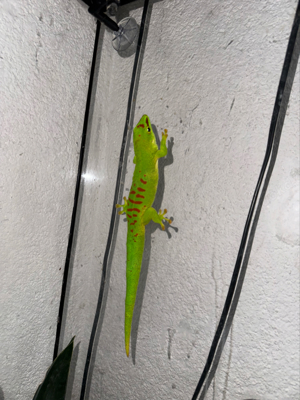 Phelsuma Grandis 1.0 Männchen muss dringend weg!