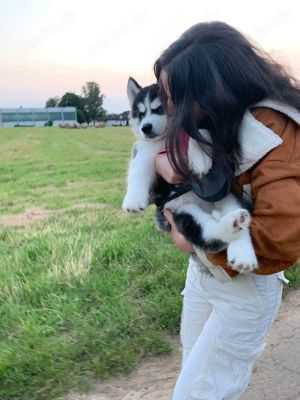 Siberian-Husky Welpen 