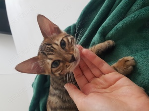 Mini Tiger Bengal Kitten Kater Katze 