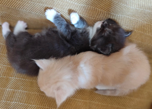 Maine Coon kitten mit Stammbäume