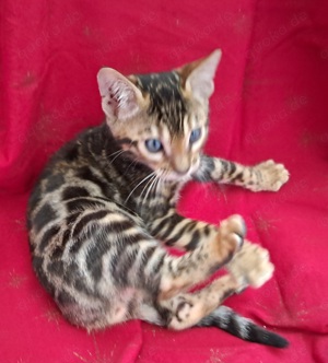 Brown rosetted Bengalkitten, weiblich