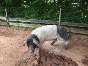 Eber Zuchteber Schwäbisch-Hällisches Landschwein