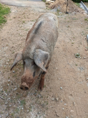 Sau Zuchtsau Ungarisches Wollschwein