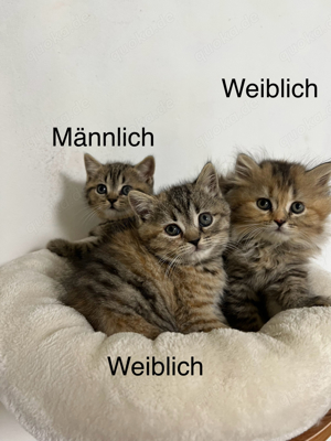 Britschen Babys Katzen 