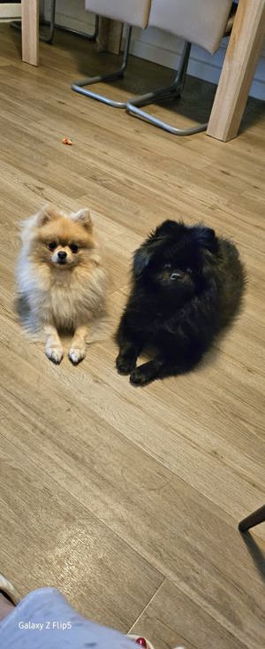 Pomeranian 