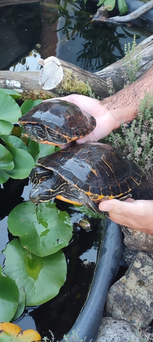 Wasserschildkröten   Schmuckschildkröte   Schildkröte 