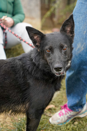 Pötyi, z.Zt. in Ungarn, zarte Seele sucht Körbchen Bild 4