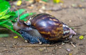 Lissachatina Fulica Wildform Große Achatschnecke