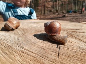      Standortleitung im Waldkindergarten (m w d) -