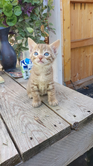 Baby Hauskatzen suchen ein liebevolles Zuhause