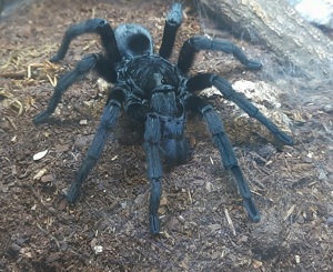 Vogelspinne G. pulchra 1.0