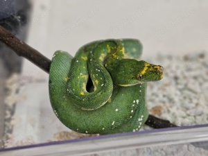 Grüner Baumpython (Morelia Viridis) weibchen 0.1 Bild 2