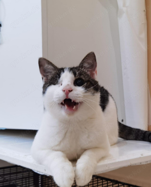 blinder aber bezaubernder, liebevoller Kater Nastu sucht ein tolles Zuhause