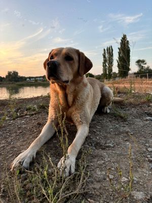 Deckrüde Labrador