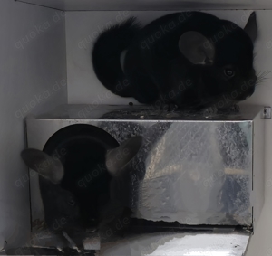 Chinchilla Böcke Ebony extra dunkel (schwarz)