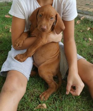  Zuckersüße Magyar Vizsla Welpen mit Pedigree suchen neues Zuhause