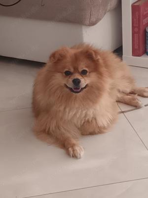 Reinrassiger Pomeranian Spitz