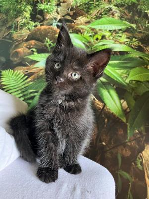 2 Kitten, Maine Coon Mix 