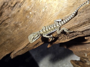 Zwergbartagame  Pogona henrylawsoni