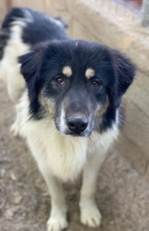 Rainy, geb. ca. 11 2022, lebt in GRIECHENLAND, im städt. Tierheim Serres Bild 7