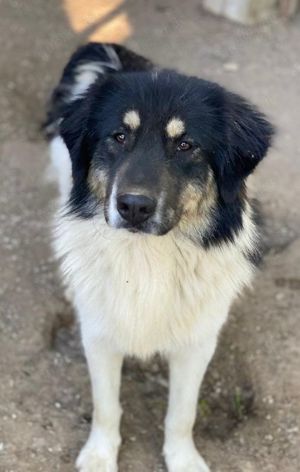 Rainy, geb. ca. 11 2022, lebt in GRIECHENLAND, im städt. Tierheim Serres Bild 3