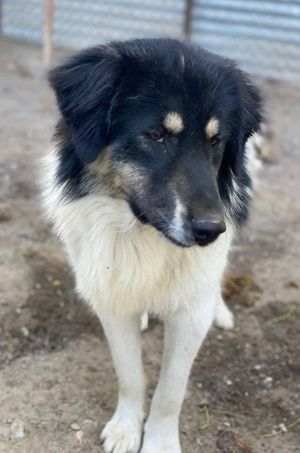 Rainy, geb. ca. 11 2022, lebt in GRIECHENLAND, im städt. Tierheim Serres Bild 4