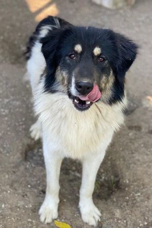 Rainy, geb. ca. 11 2022, lebt in GRIECHENLAND, im städt. Tierheim Serres Bild 2