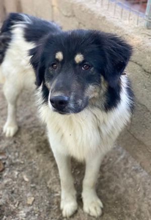 Rainy, geb. ca. 11 2022, lebt in GRIECHENLAND, im städt. Tierheim Serres Bild 5