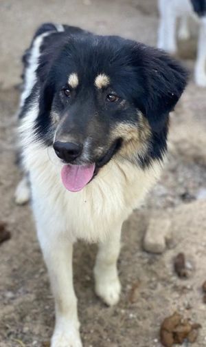 Rainy, geb. ca. 11 2022, lebt in GRIECHENLAND, im städt. Tierheim Serres Bild 8