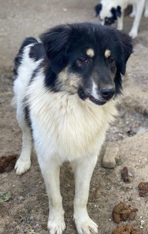 Rainy, geb. ca. 11 2022, lebt in GRIECHENLAND, im städt. Tierheim Serres Bild 9