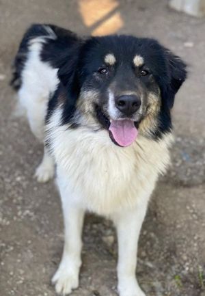 Rainy, geb. ca. 11 2022, lebt in GRIECHENLAND, im städt. Tierheim Serres Bild 10