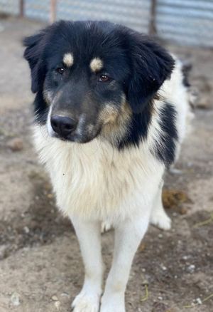 Rainy, geb. ca. 11 2022, lebt in GRIECHENLAND, im städt. Tierheim Serres Bild 6