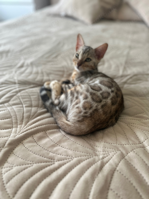 Bengal Katze