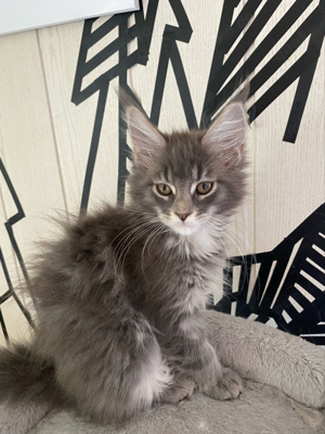 reinrassige Maine Coon Kitten