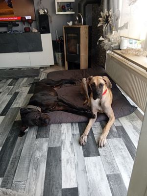 Deutsche Dogge welpen reinrassig 