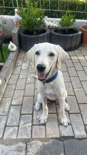 Labrador golden mischling 