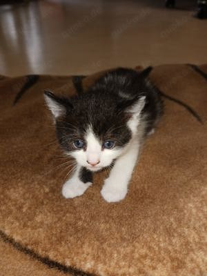 Maine-Coon-Katze Mix