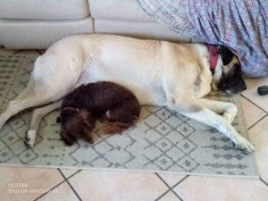 Suche liebe Menschen für Kangal Mix Poppy 