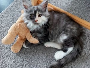 4 wunderschöne Maine Coon Kitten dürfen ab sofort umziehen :-)