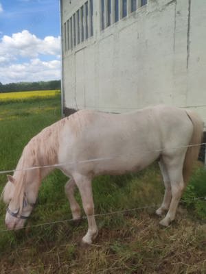 Pony Hengst abzugeben 