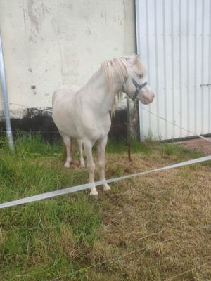 Pony Hengst abzugeben  Bild 5